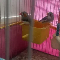 قفس پرنده