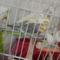 عروس هلندی مولد