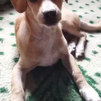 سگ پاکوتاه
