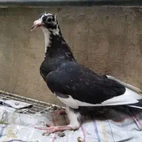 کبوتر.جوجه المامی مسافتی پلنگ و بزک سینه مشهدی