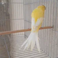 قناری نروماده تعداد
