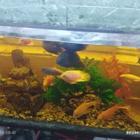 امترونیم ارتفاع50|ماهی|قزوین, |دیوار