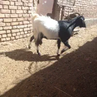 ۴عددبز شیری