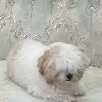 سگ خوب منظم داخل منزل پارس نمیکنه کثیف کاری نداره