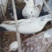 کبوتر پرشی و خوش فرم همه باهم|پرنده|اردکان, |دیوار