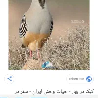 کبوتر