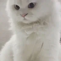 گربه پرشین|گربه|تبریز, |دیوار