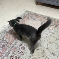 گربه بریتیش اسکاتیش|گربه|رشت, بلوار گیلان|دیوار