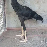 فروشی خروس لاری|حیوانات مزرعه|کیش, |دیوار