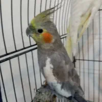 یک جفت عروس هلندی