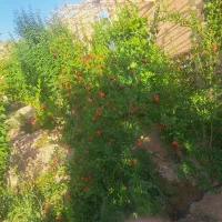 ویلا بزرگ شیک|فروش خانه و ویلا|ابرکوه, |دیوار