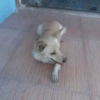 سگ اشپیتز ( روباهی )