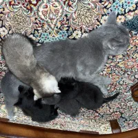 واگذاری گربه های اسکاتیش