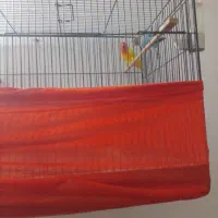 طوطی برزیلی زردفیشر رنگی وآبی کله سیاه|پرنده|گتاب, |دیوار