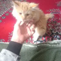 گربه گمشده