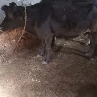 فروش دو راس گاو  گوساله
