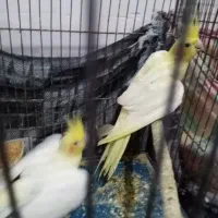 عروس هلندی|پرنده|کاشمر, |دیوار