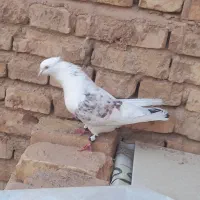 کبوتر ذات دار