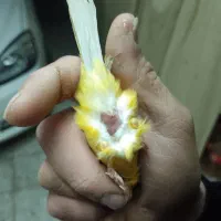 قناری اماده جفت