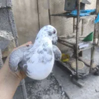 بزک سینه سفید|پرنده|شیراز, آبیاری|دیوار