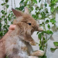 خرگوش لپ|موش و خرگوش|بروجرد, |دیوار