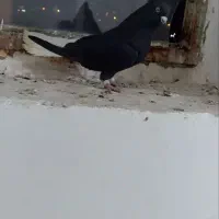 کفتر دم سفید