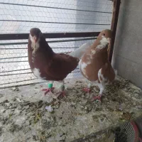 جفت نرو ماده ساده فروشی|پرنده|خلیل آباد, |دیوار