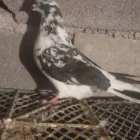 کبوتر|پرنده|لوشان, |دیوار