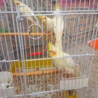 ۴ عروس ۱ساله