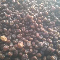 خرمای گنتار کارون|خوردنی و آشامیدنی|اهواز, اسماعیلیه|دیوار