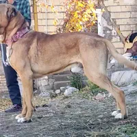 سگ کانگال اصیل|سگ|تهران, توحید|دیوار