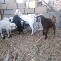 بره و کهره سالم|حیوانات مزرعه|حمیدیا, |دیوار