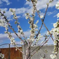 زمین-باغی-دور-دیوار-شده