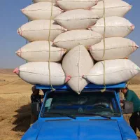 کاه گندم|خدمات باغبانی و درختکاری|دورود, |دیوار