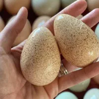 تخم بوقلمون