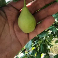 زمین-شمال-قارنسرا