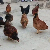 مرغ های  سرحال (فریح)