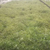 نهال گوجه تضمینی