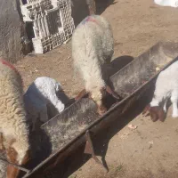 گوسفندابستن مطافیل بره بز