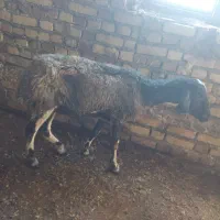 میش قیمت مناسب