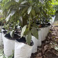 پایه پیوندی آووکادو