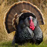 فروش بوقلمون مولد