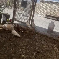 کبوتر هفت رنگ ودم سفید