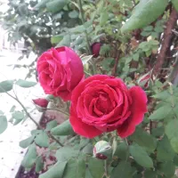 تحلیل اسم و طالع ازدوج