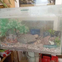 آکواریوم ماهی شیشه‌ای