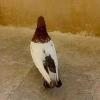 کبوتر حسن خانی|حیوانات|سنندج, |دیوار