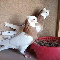 جفت طوقی زرد خالسیاه لامرد|پرنده|لامرد, |دیوار