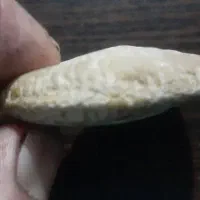 فسیل و سنگواره|کلکسیون و سرگرمی|فیروزکوه, |دیوار