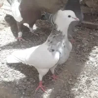 طوقی