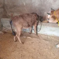 گوساله ماده علف خور